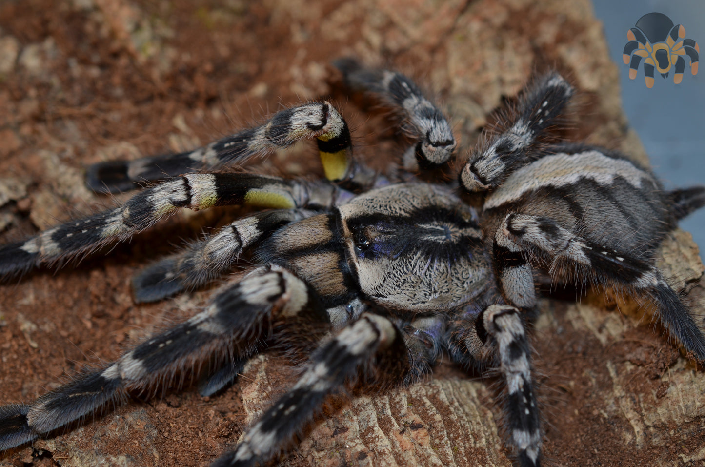 Poecilotheria regalis (Indian Ornamental) 1 1/4-1 1/2”