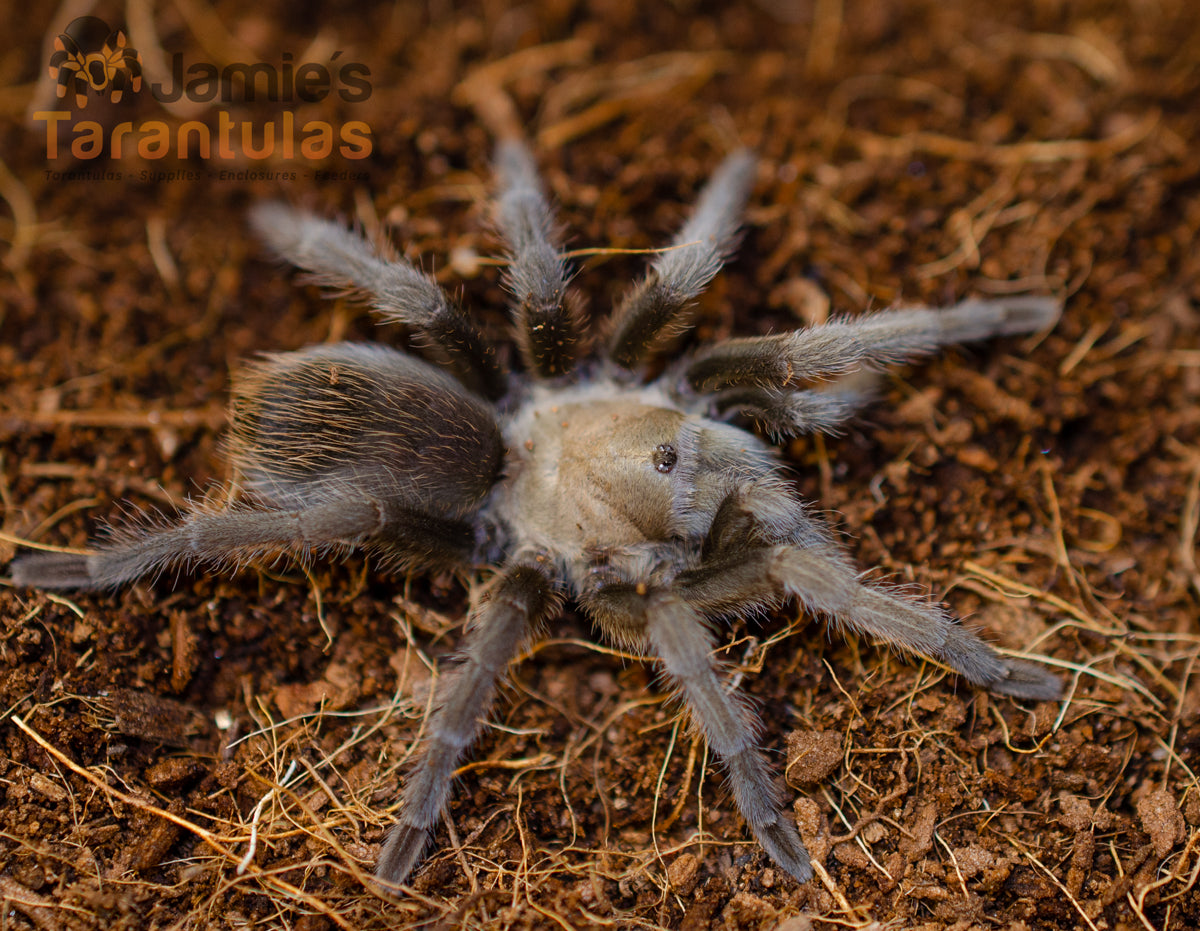 Aphonopelma gabeli (Chiricahuan Gray) 2"+ FEMALE
