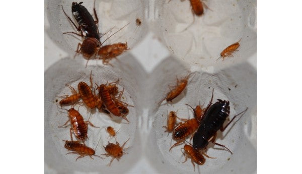 B. lateralis - Large - 10 count -