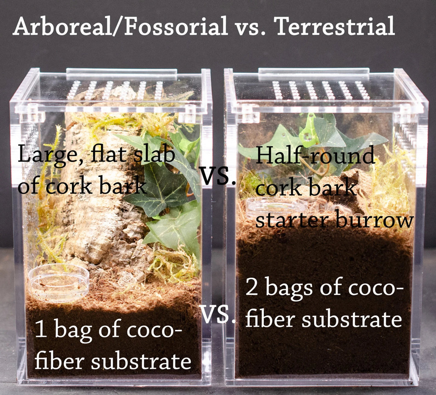 4x4x6" Tarantula Enclosure - Terrestrial Kit - Magnetic Lock
