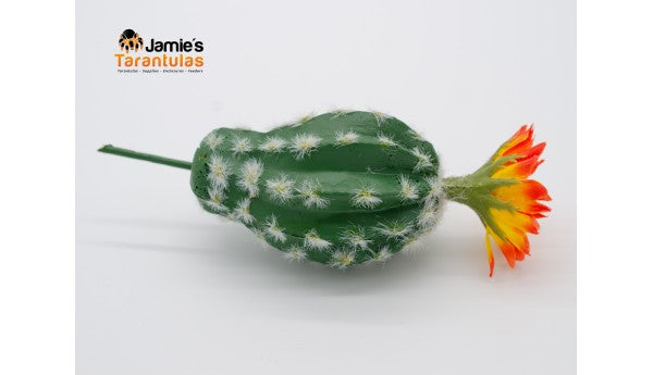 Bottle Cactus - Orange Burst