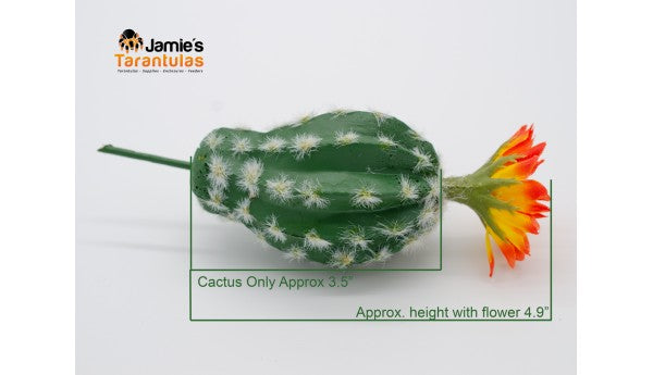 Bottle Cactus - Orange Burst