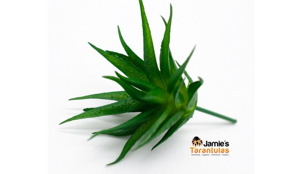 Green Succulent