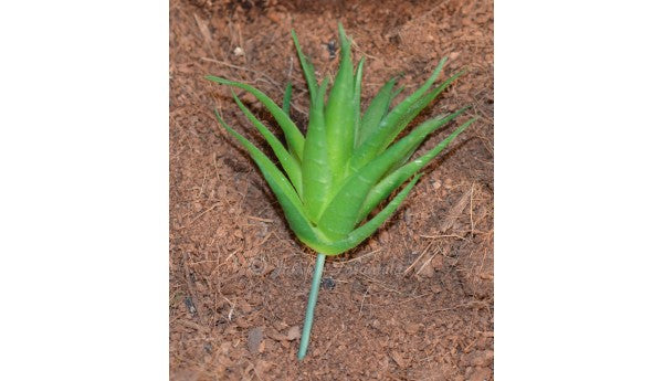 Green Succulent
