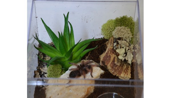 Green Succulent