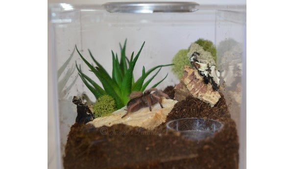 Green Succulent