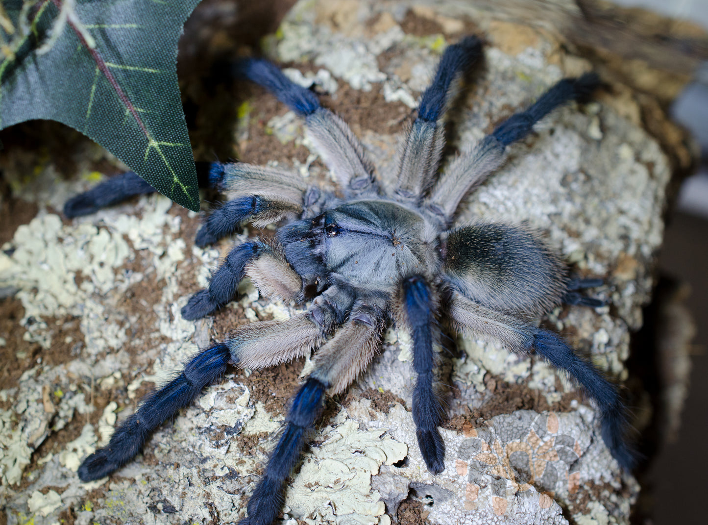 Monocentropus balfouri (Socotra Island Blue Baboon) 2 1/2-3 suspect MALE #NL-83
