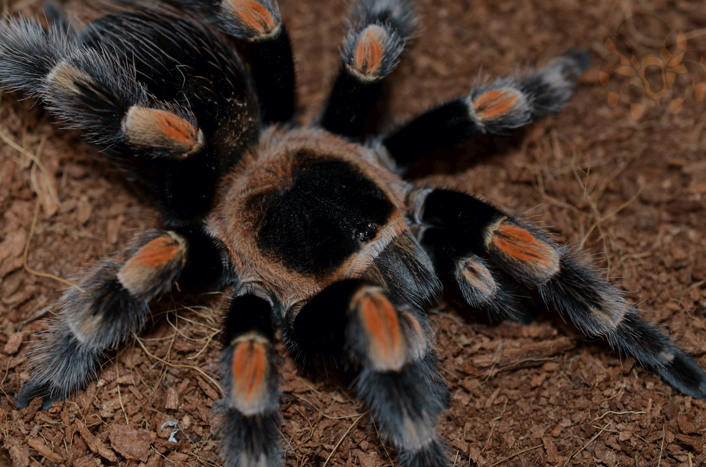 Brachypelma hamorii (form. smithi) (Mexican Red Knee) 3 1/2-4" FEMALE #NL-2