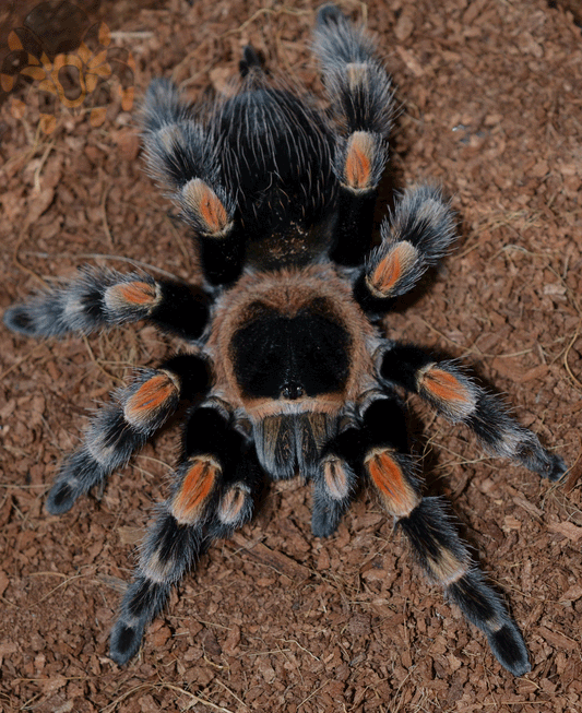 Brachypelma hamorii (form. smithi) (Mexican Red Knee)  1 1/2-2" FEMALE