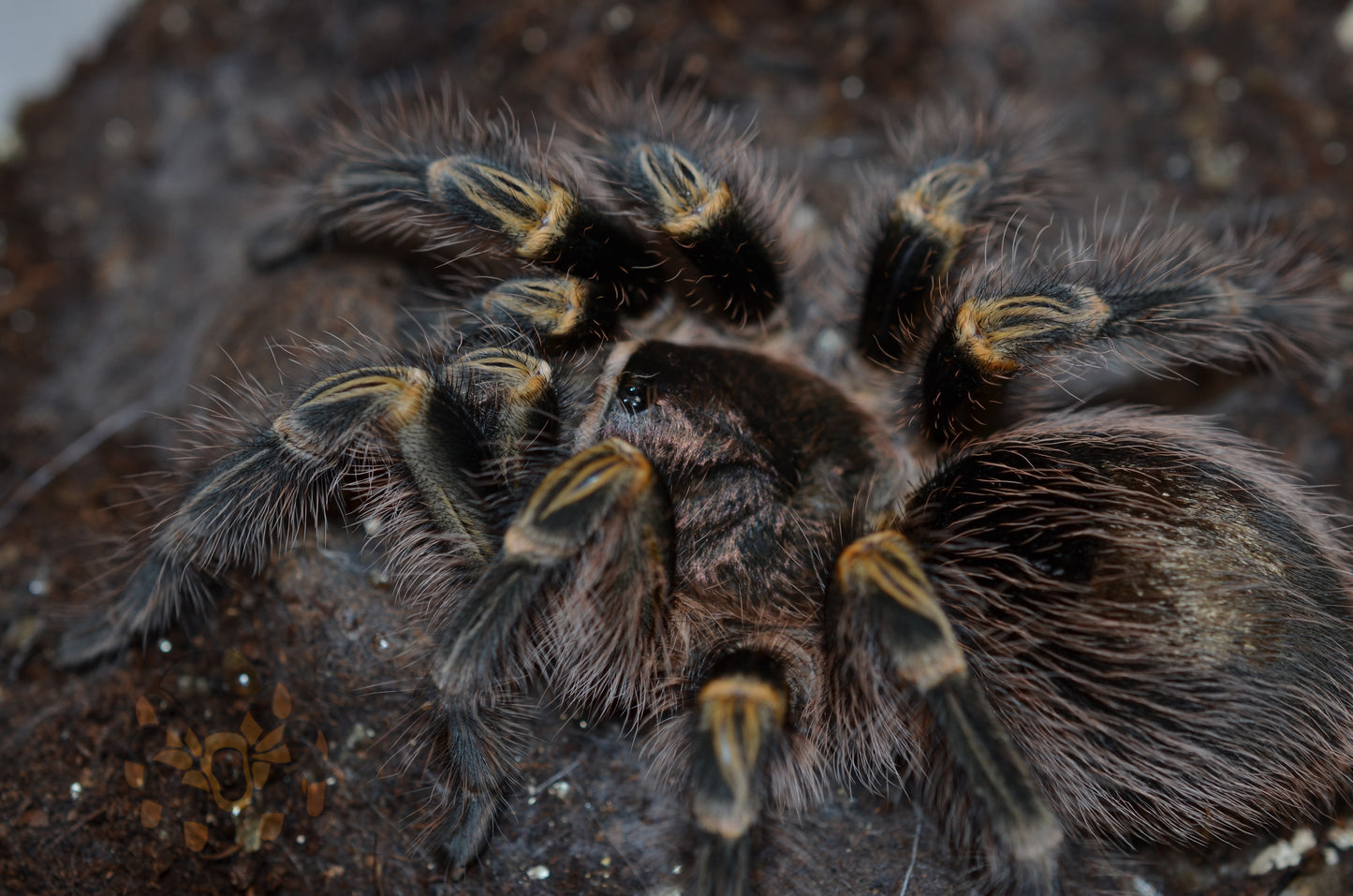 Grammostola pulchripes (Chaco Golden Knee) 2 1/4-2 1/2" FEMALE #G-2