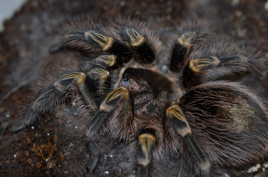 Grammostola pulchripes (Chaco Golden Knee) 2 1/4-2 1/2" FEMALE #G-2