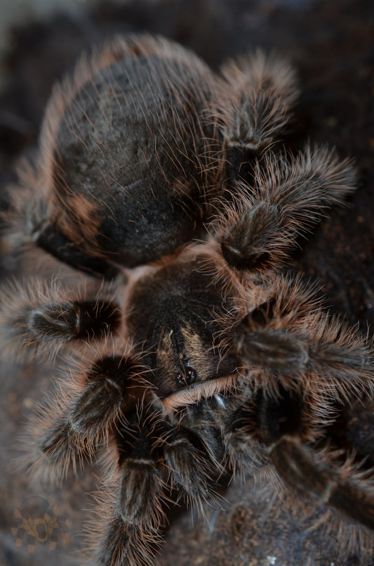 Tliltocatl (form. Brachypelma) albopilosus (Curly hair tarantula) 1 1/2-2" FEMALE #B-2