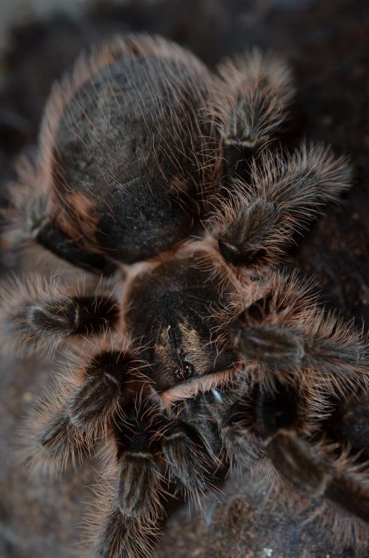 Tliltocatl (form. Brachypelma) albopilosus (Curly hair tarantula) 3" FEMALE #SR-4