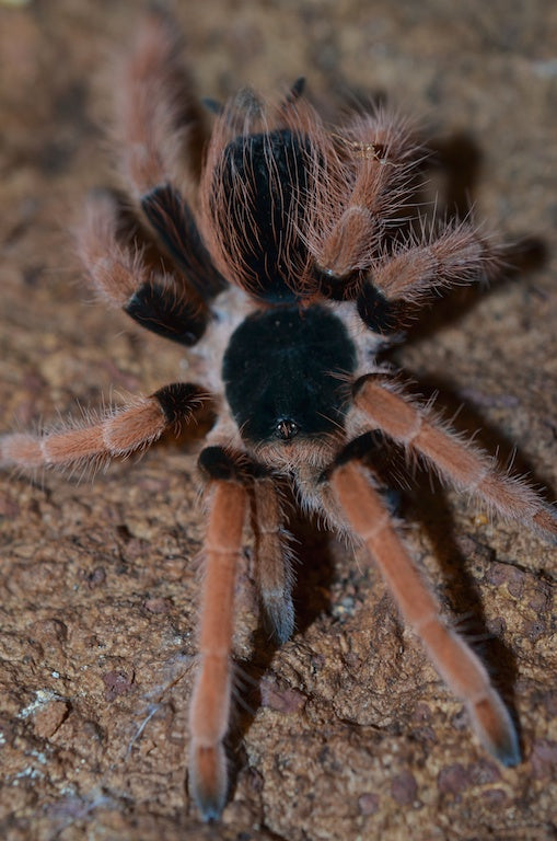 Megaphobema robustum (Columbian Giant Red-leg) 2-2 1/2" FEMALE