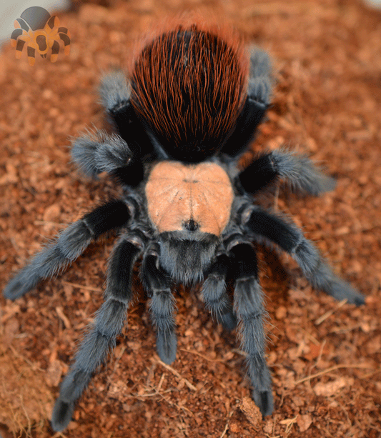 Brachypelma albiceps (Mexican Golden Red-Rump) 4”+ MALE #FS-37