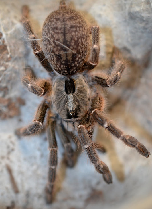 Ceratogyrus darlingi (Horned baboon) 1” #635