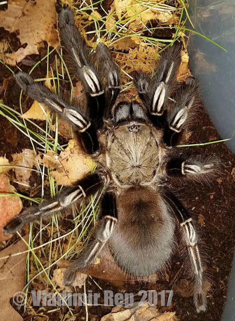Ephebopus murinus (Skeleton Tarantula) 4" FEMALE