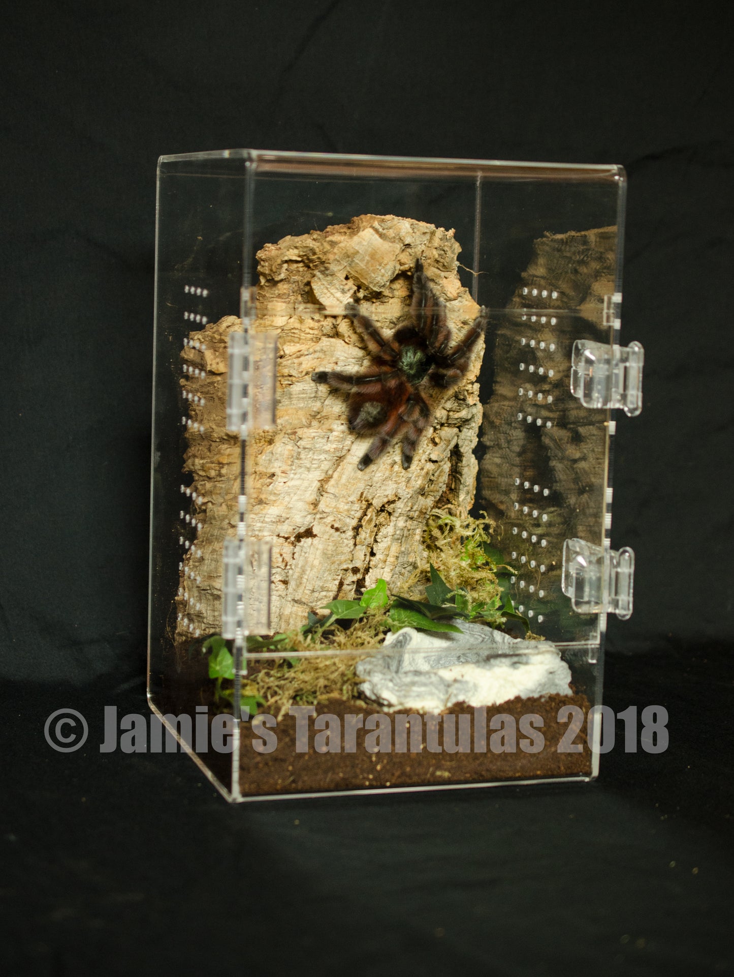 7x7x11" Tarantula Enclosure - Fossorial/Arboreal Kit