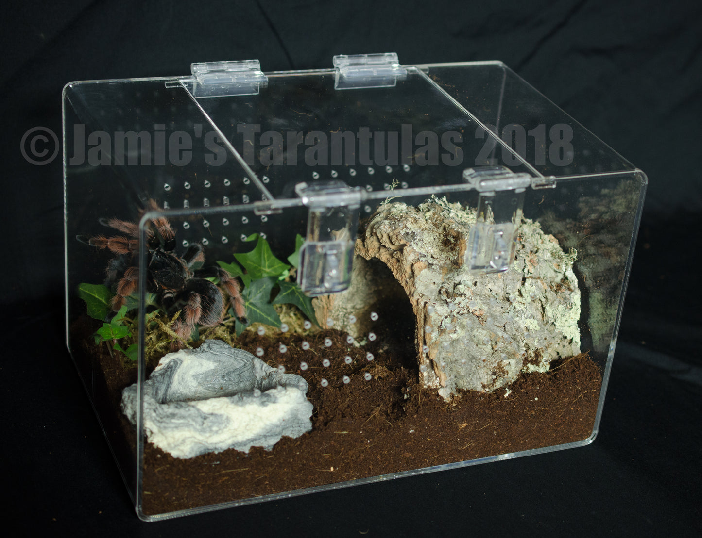 7x7x11" Tarantula Enclosure - Terrestrial Kit