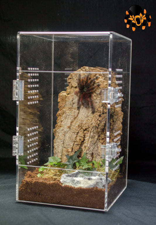 8x8x14" Tarantula Enclosure - Fossorial / Arboreal Kit *