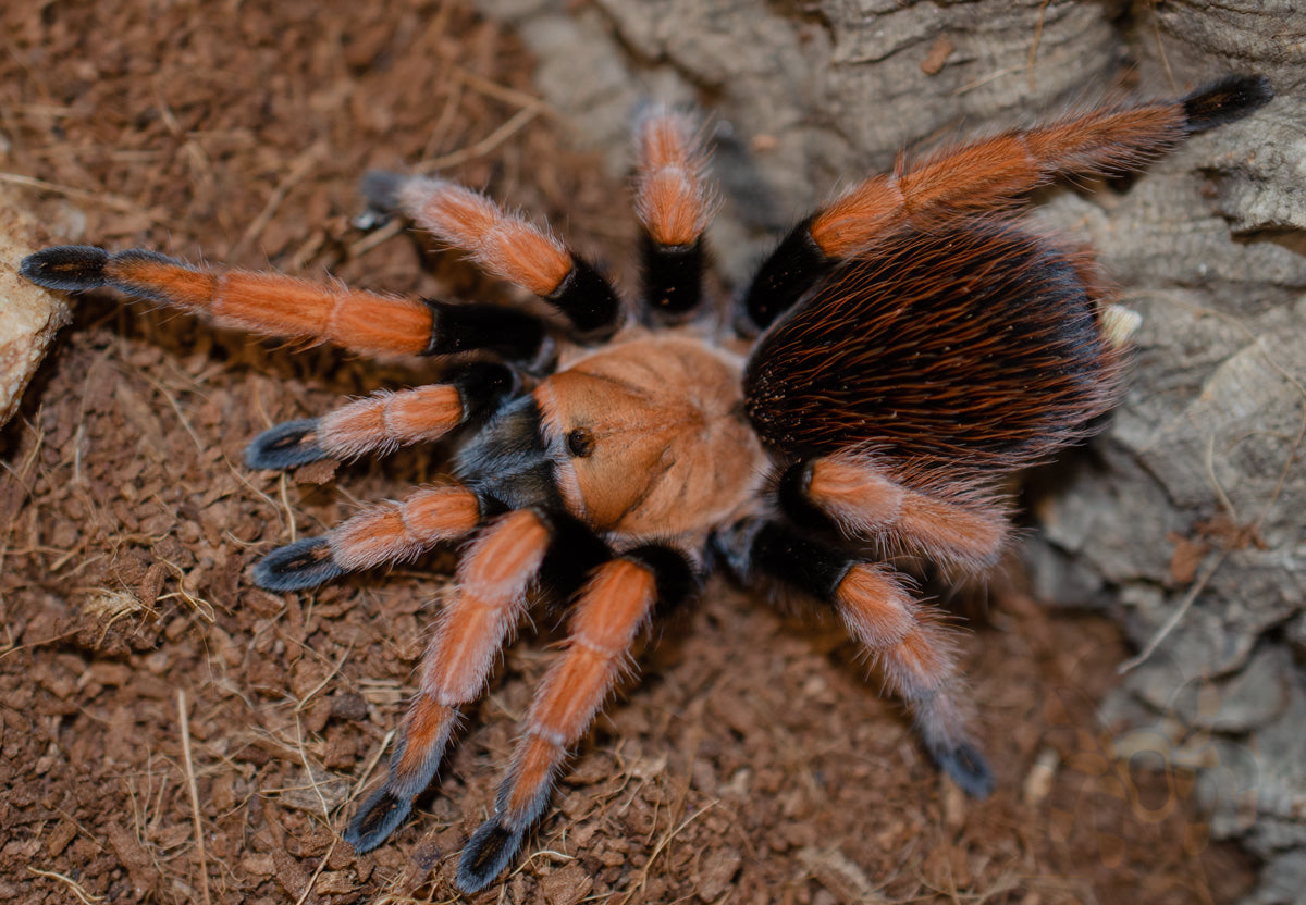 Aphonopelma bicoloratum (Mexican Blood-Leg) 1 1/2-2" FEMALE