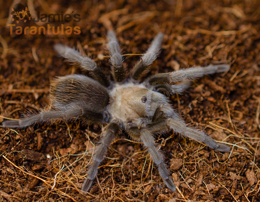 Aphonopelma gabeli (Chiricahuan Gray) 2"+ FEMALE
