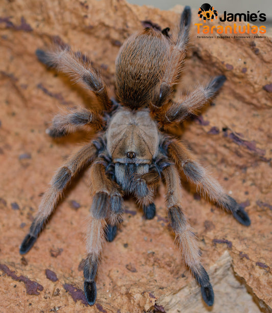 Aphonopelma moderatum (Rio Grande Gold) 1 1/2-1 3/4” FEMALE