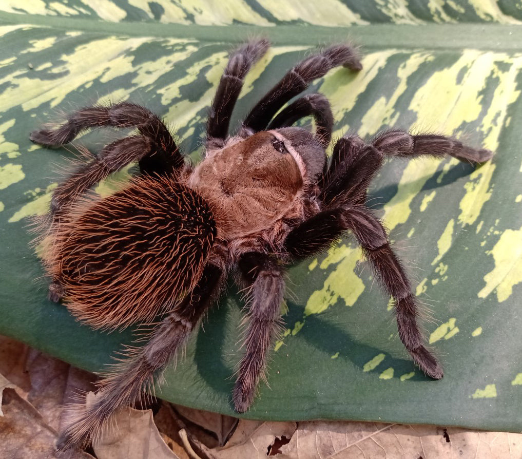 Aphonopelma sp. Coyuca (Mexican Red & Gold) 1/2"