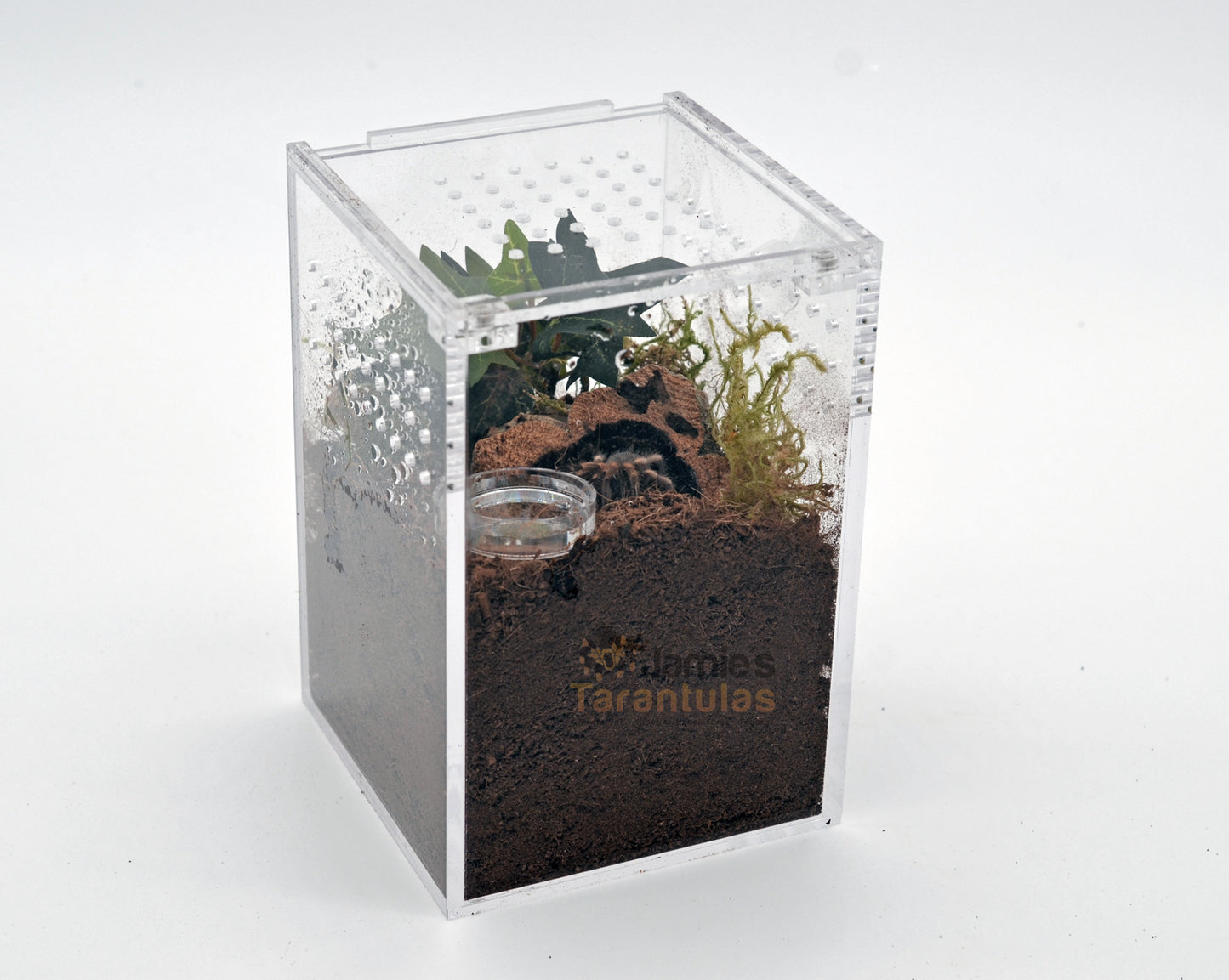 4x4x6" Tarantula Enclosure - Terrestrial Kit - Magnetic Lock