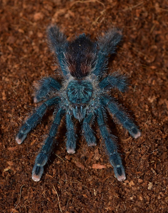 Avicularia avicularia (Pink Toe) 3" FEMALE