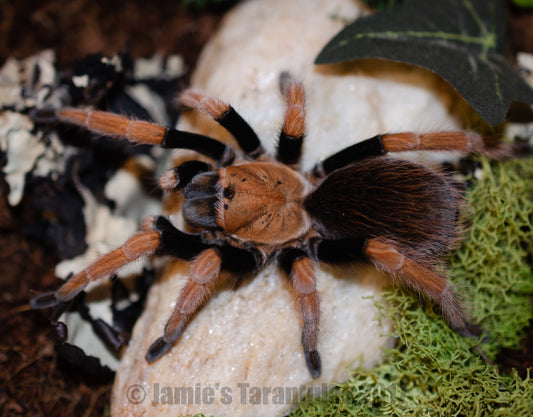 Aphonopelma bicoloratum (Mexican Blood-Leg) 1 1/2-2" FEMALE