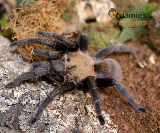 Aphonopelma anax  (Texas Tan Tarantula) 3"+ FEMALE