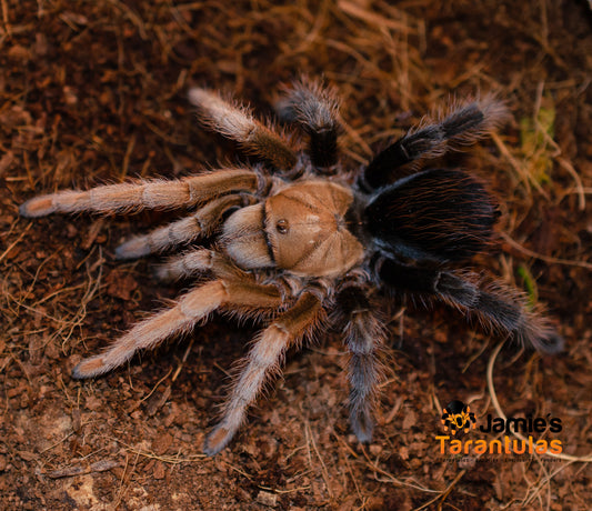 Aphonopelma sp. diamondback  1/2"+