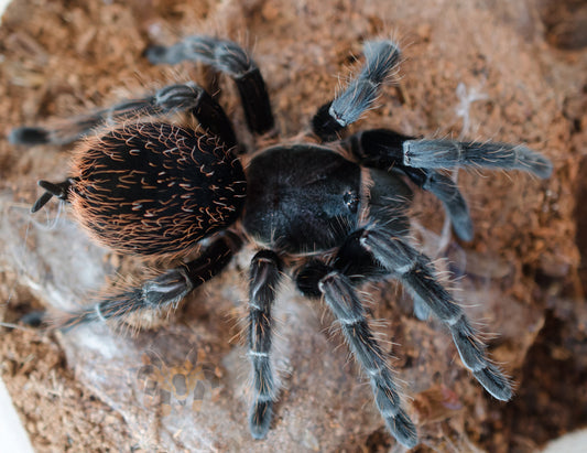 Tliltocatl sabulosus (form. Brachypelma sabulosum (Guatemalan Redrump) 2” FEMALE