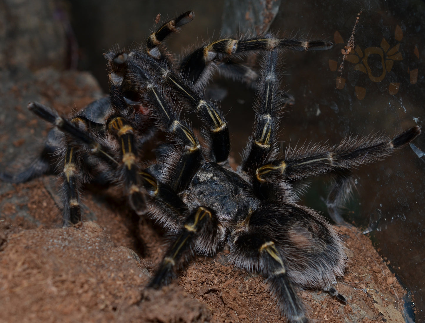 Grammostola pulchripes (Chaco Golden Knee) 2 1/4-2 1/2" FEMALE #G-2