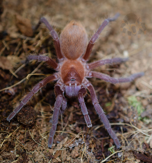 Citharacanthus cyaneus (Cuban Orange & Violet) 2-3" FEMALE