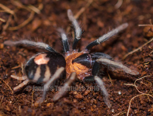 Cyriocosmus elegans (Trinidad Dward) 1 1/4”+ FEMALE