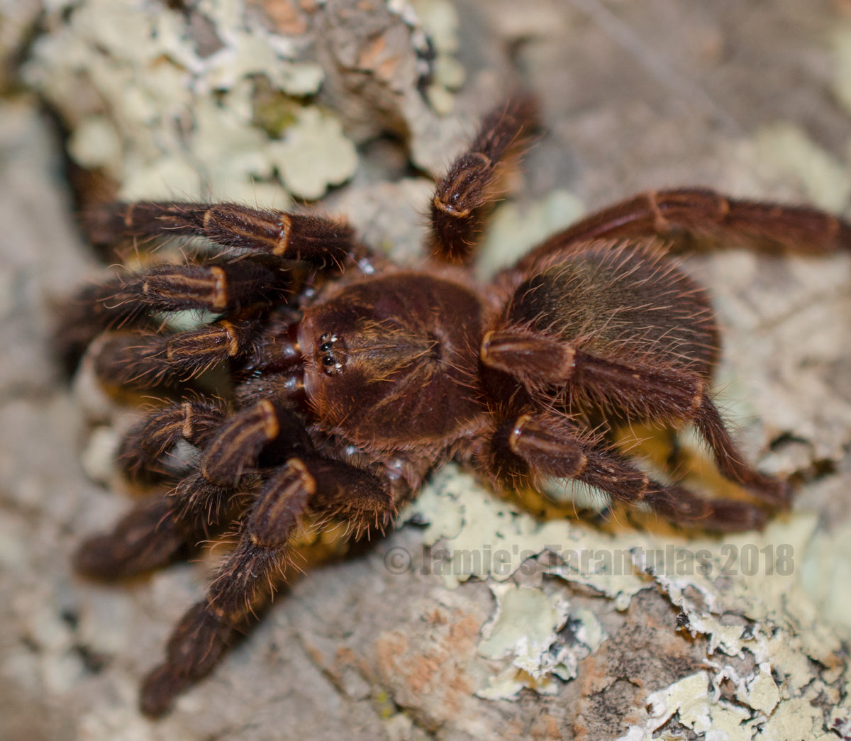 Ephebopus uatuman (Emerald Skeleton) 3-4" FEMALE