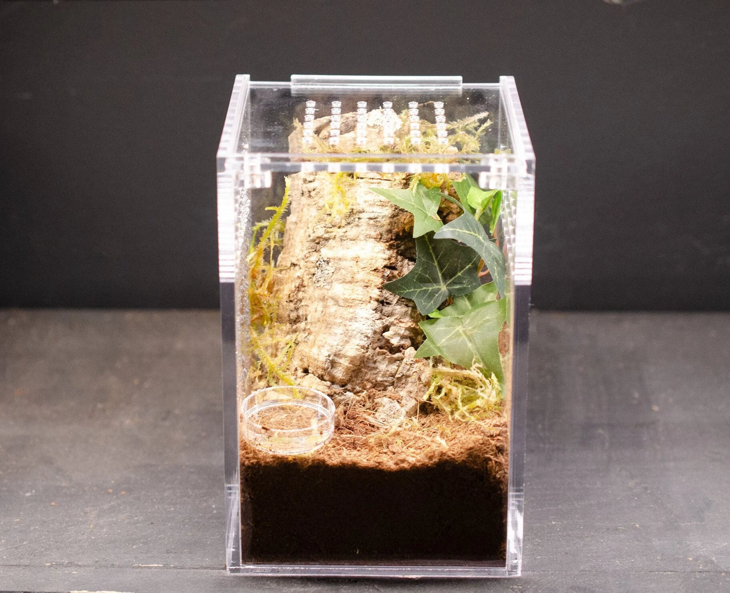 4x4x6" Tarantula Enclosure - Fossorial / Arboreal Kit - Magnetic Lock - Ship w/Tarantula(s)