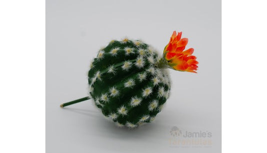 Barrel Cactus - Orange Burst