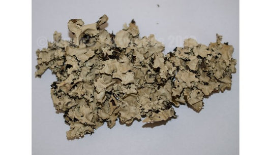 Black Tree Lichen (Natural Color) Half Quart