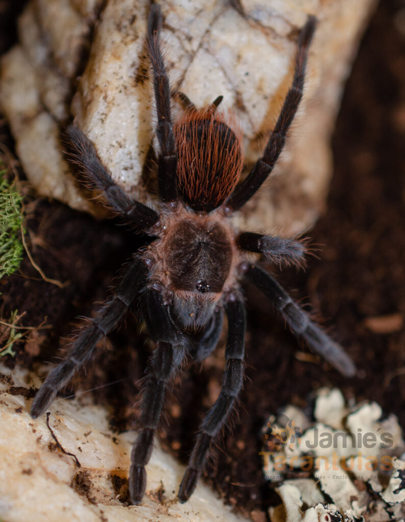 Acentropelma sp. "Chiapas"   (Chiapas Golden Red Rump) 2 1/2-3" MALE #U-29