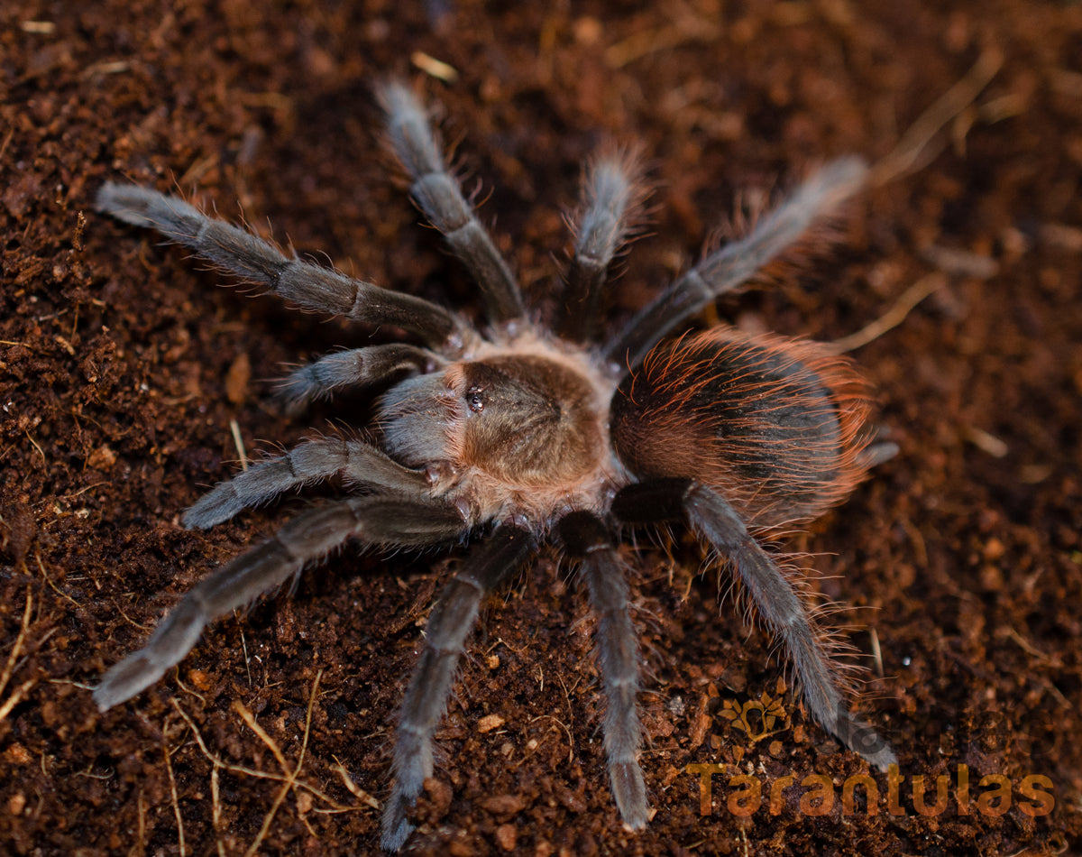 Acentropelma sp. "Chiapas"   (Chiapas Golden Red Rump) 2 1/2-3" MALE #U-29