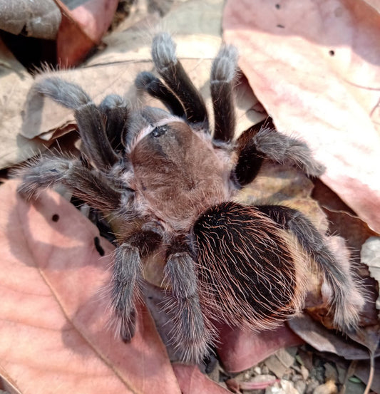 Aphonopelma sp. Jalisco (Jalisco Gold Top) 1/2"