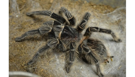 Lasiodora parahybana (Salmon pink bird eater) 5 1/2-6" MALE #U-59
