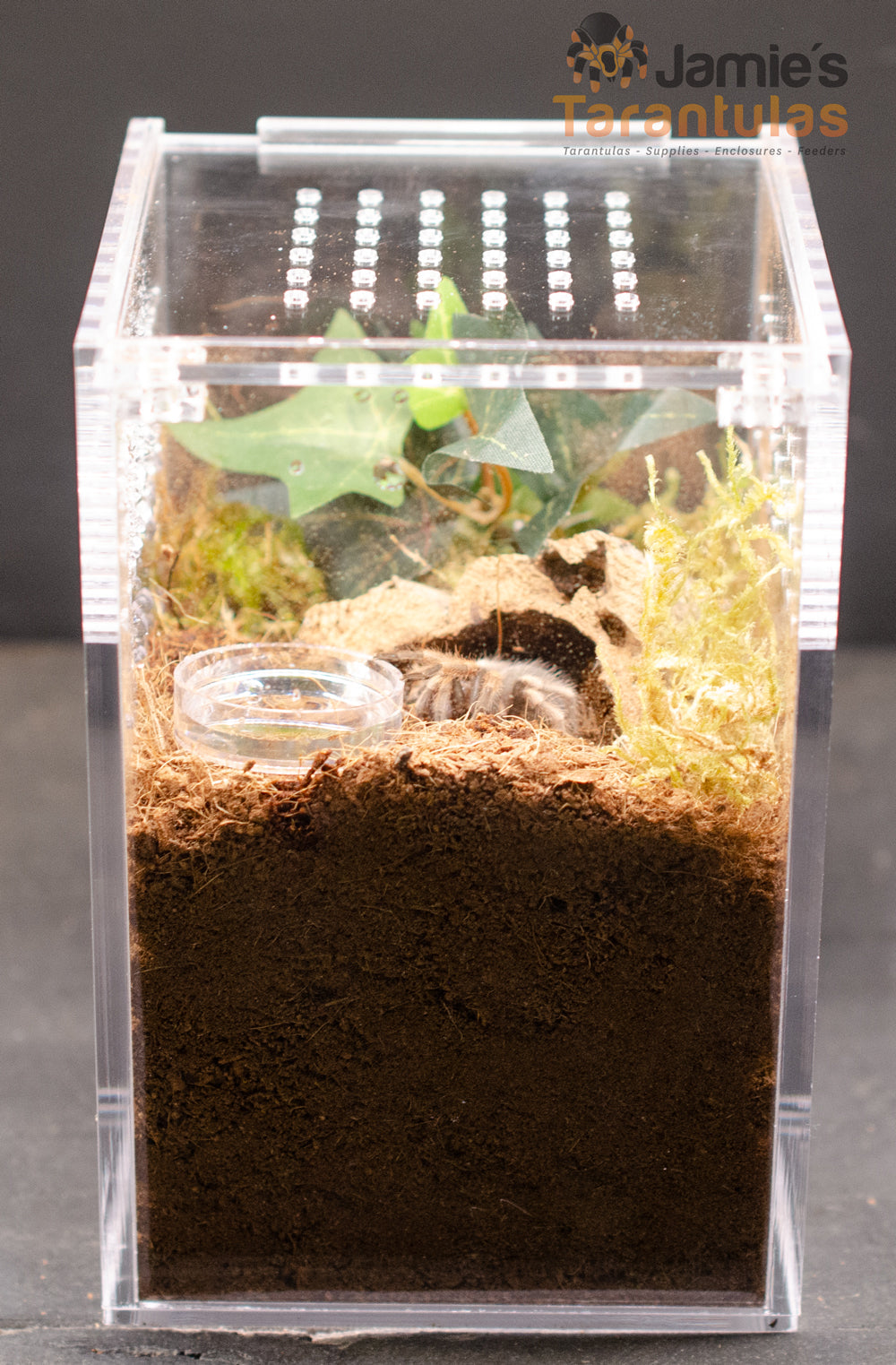 4x4x6" Tarantula Enclosure - Terrestrial Kit - Magnetic Lock