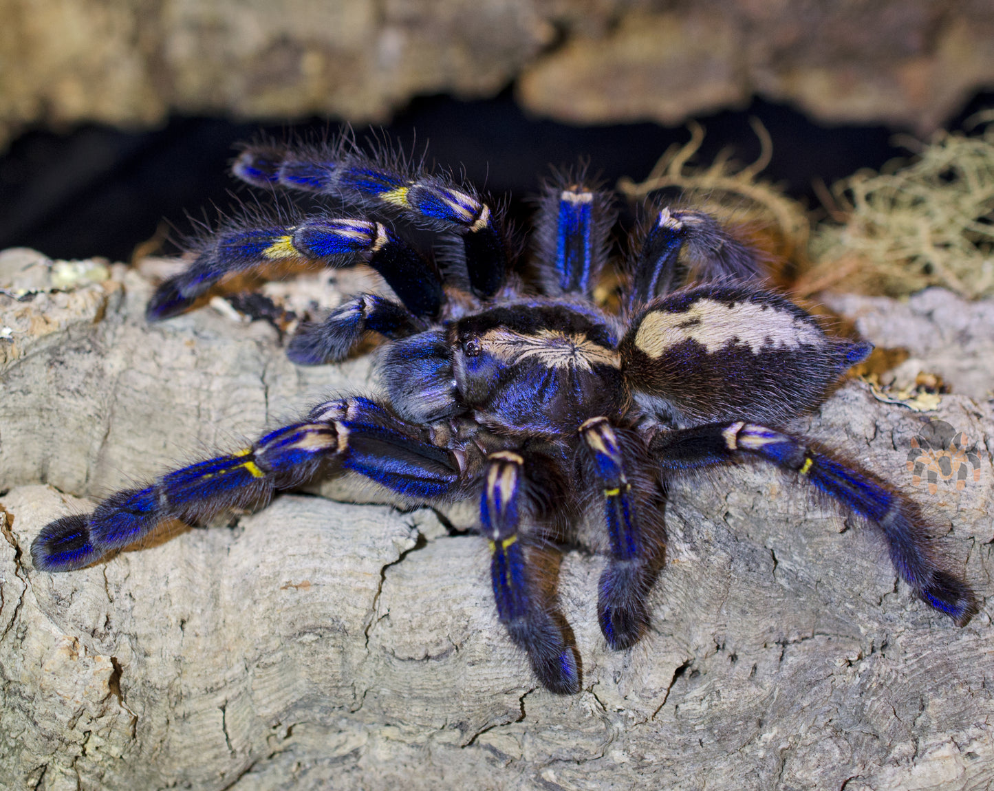 Poecilotheria metallica (Gooty Sapphire) FEMALE 5”