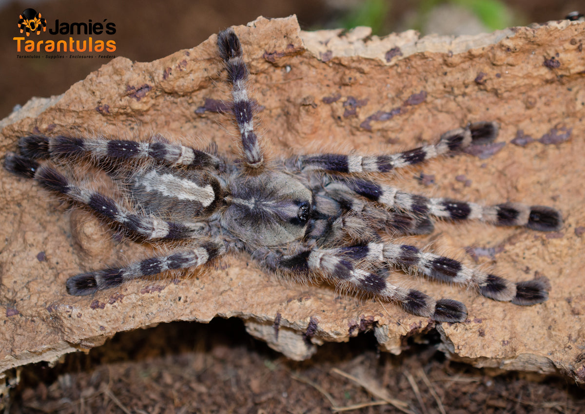 Poecilotheria tigrinawesseli (Wessel’s Tiger Ornamental) 5-6” FEMALE