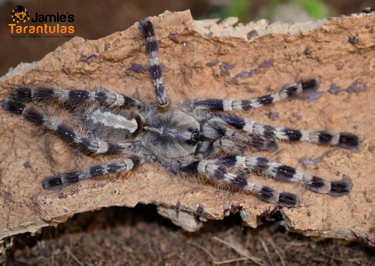 Poecilotheria tigrinawesseli (Wessel’s Tiger Ornamental) 5-6” FEMALE