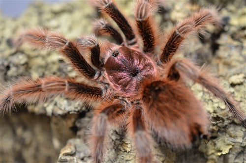 Grammostola rosea (Rose-hair RCF) 1 1/2-2" MALE